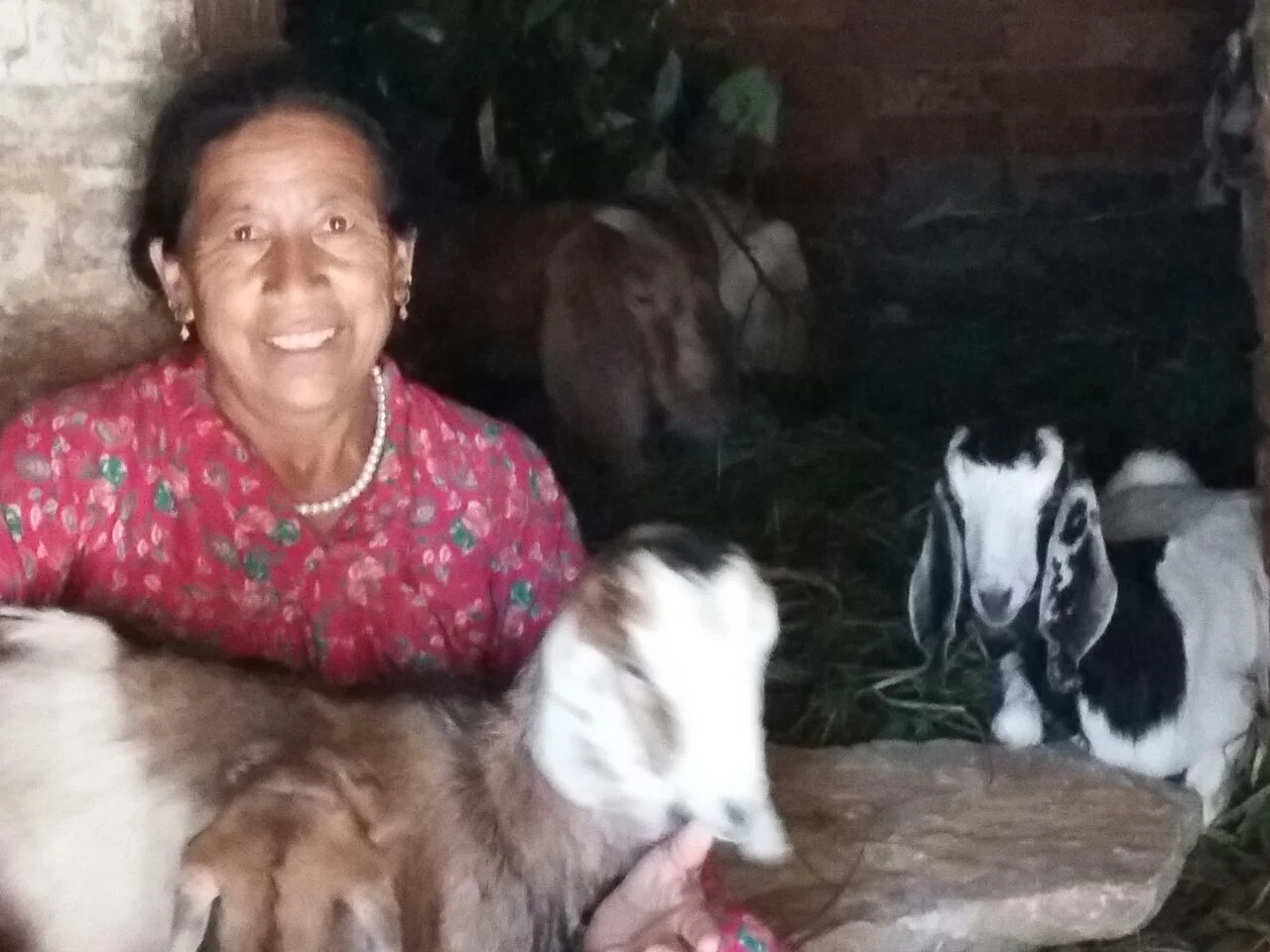 Update from Nepal: Goat Farm!