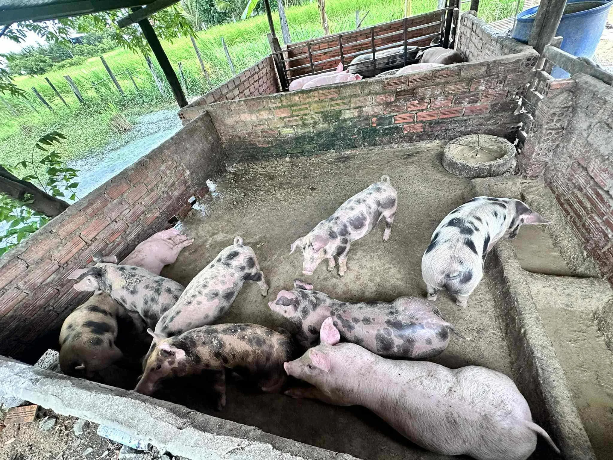  Establishing a pig farm 
