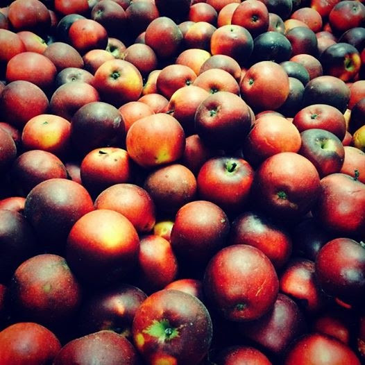 A bin of Arkansas Black apples