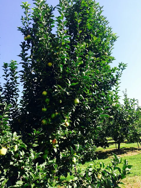 An apple tree beating Granny Smith apples at Lyda Farms in Hendersonville, NC