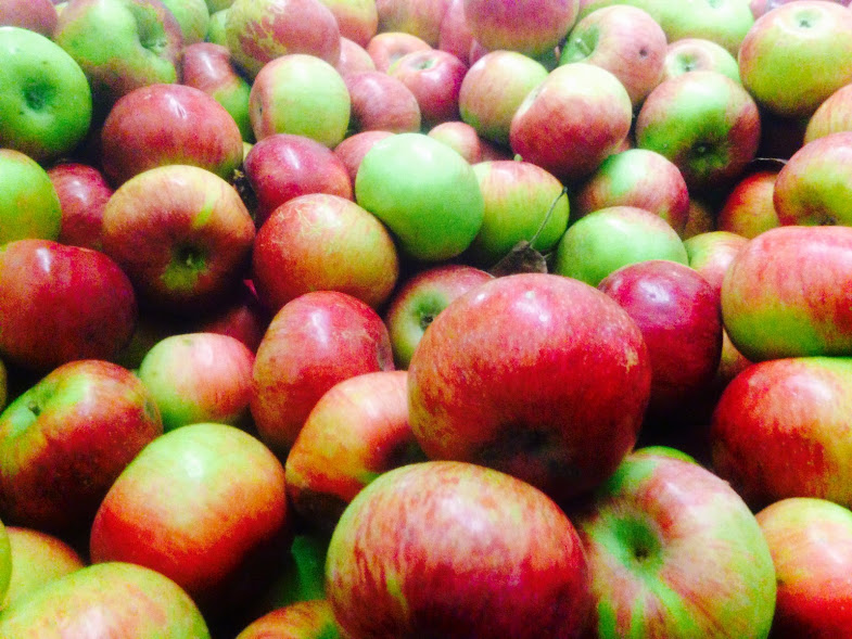 A beautiful bin of Cortland apples