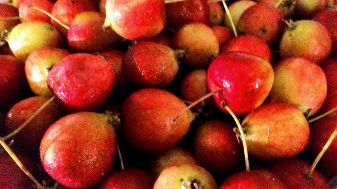 Crab apples foraged in Black Mountain, NC