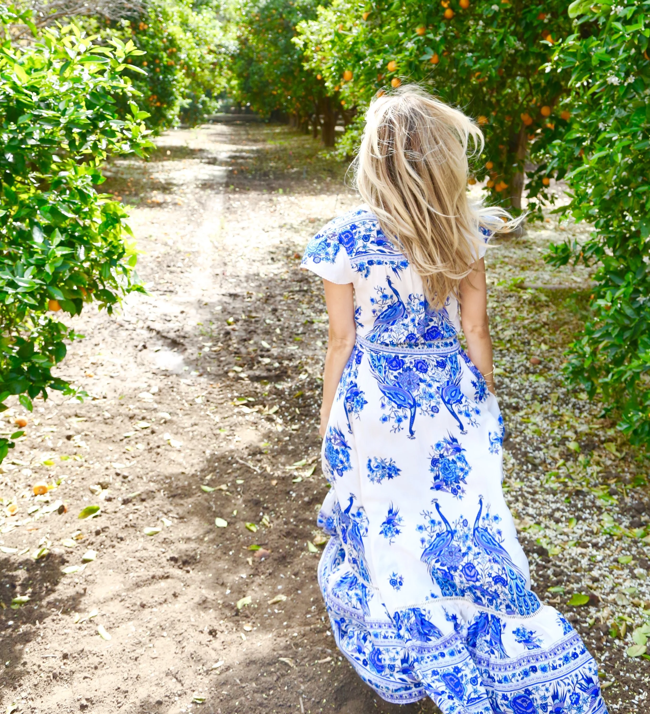 Orange Blossoms