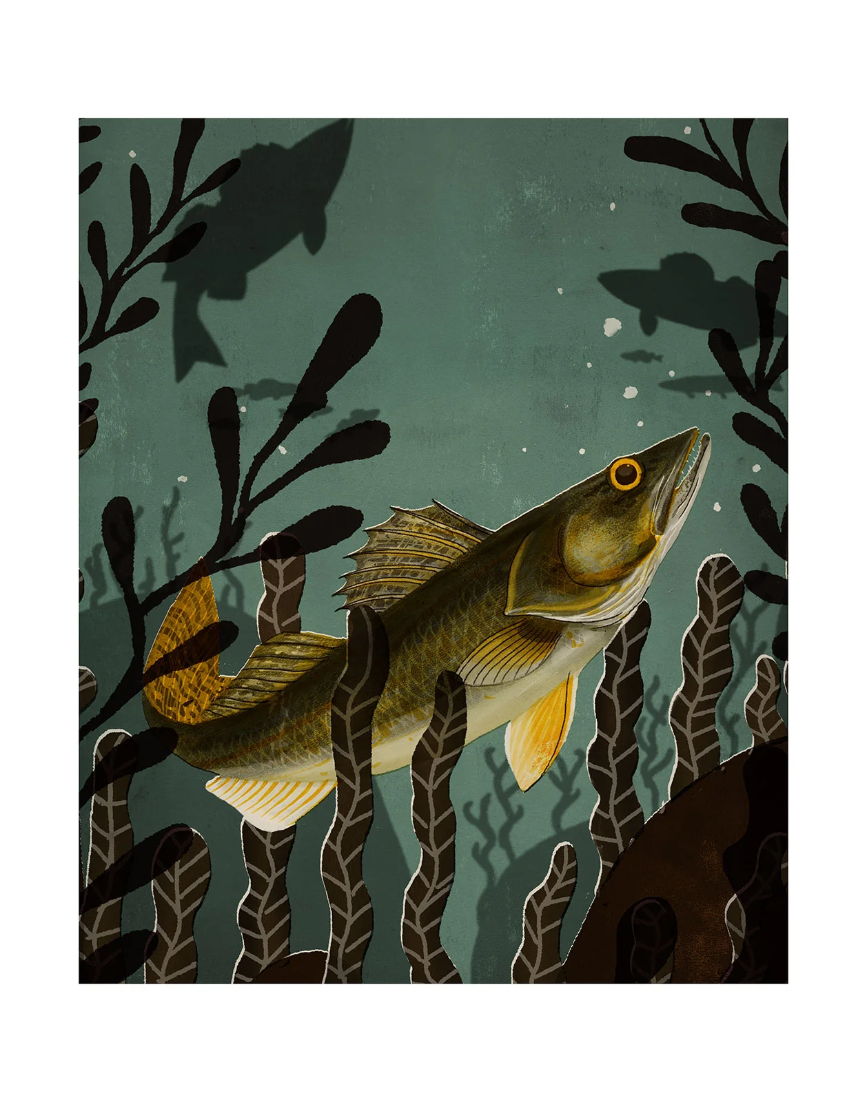 walleye.jpg