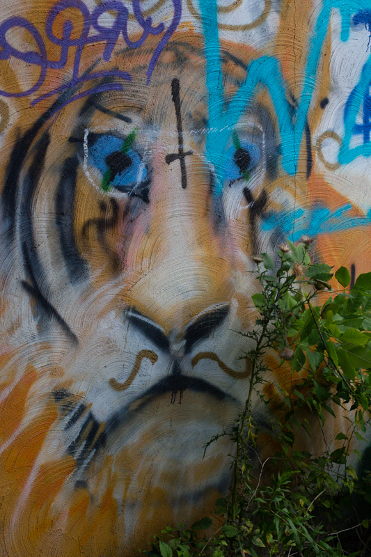   ...and a tiger. &nbsp; 