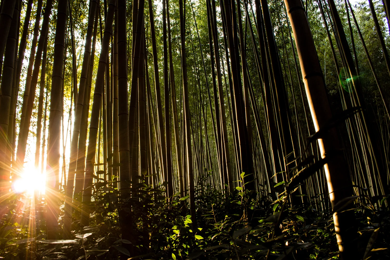 Daenamugol bamboo forest near sunset