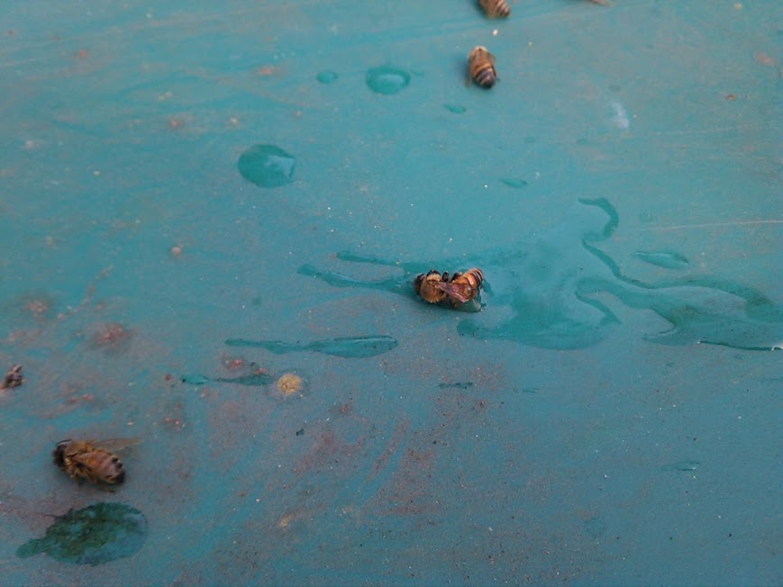 The Mysterious Death of the Western Honey Bees