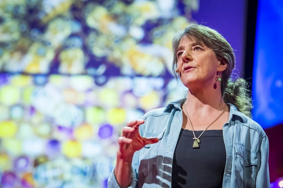 The big bee bummer: Marla Spivak at TEDGlobal 2013