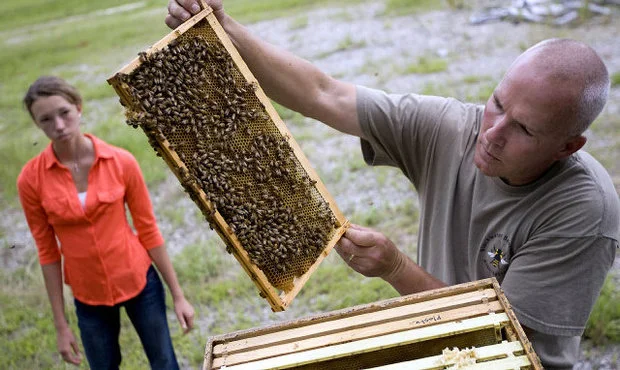 Trouble for SC honey bees: Hives collapsing, bees dying