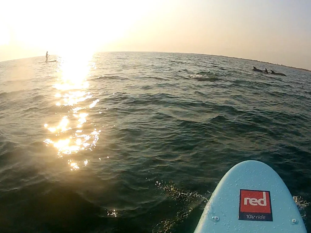 Sunset dauphins...