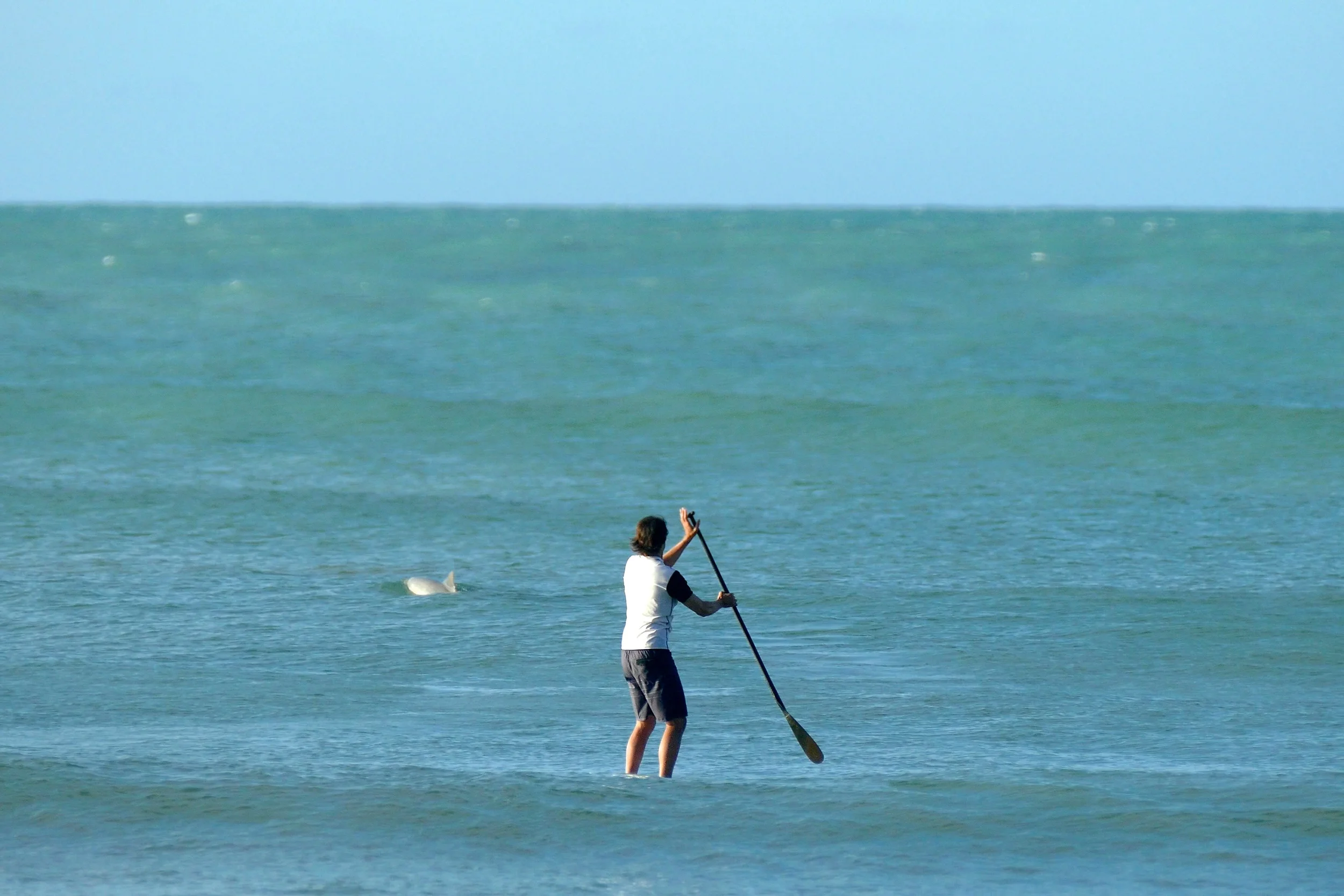SUP avec les dauphins de la plage de Madeiro