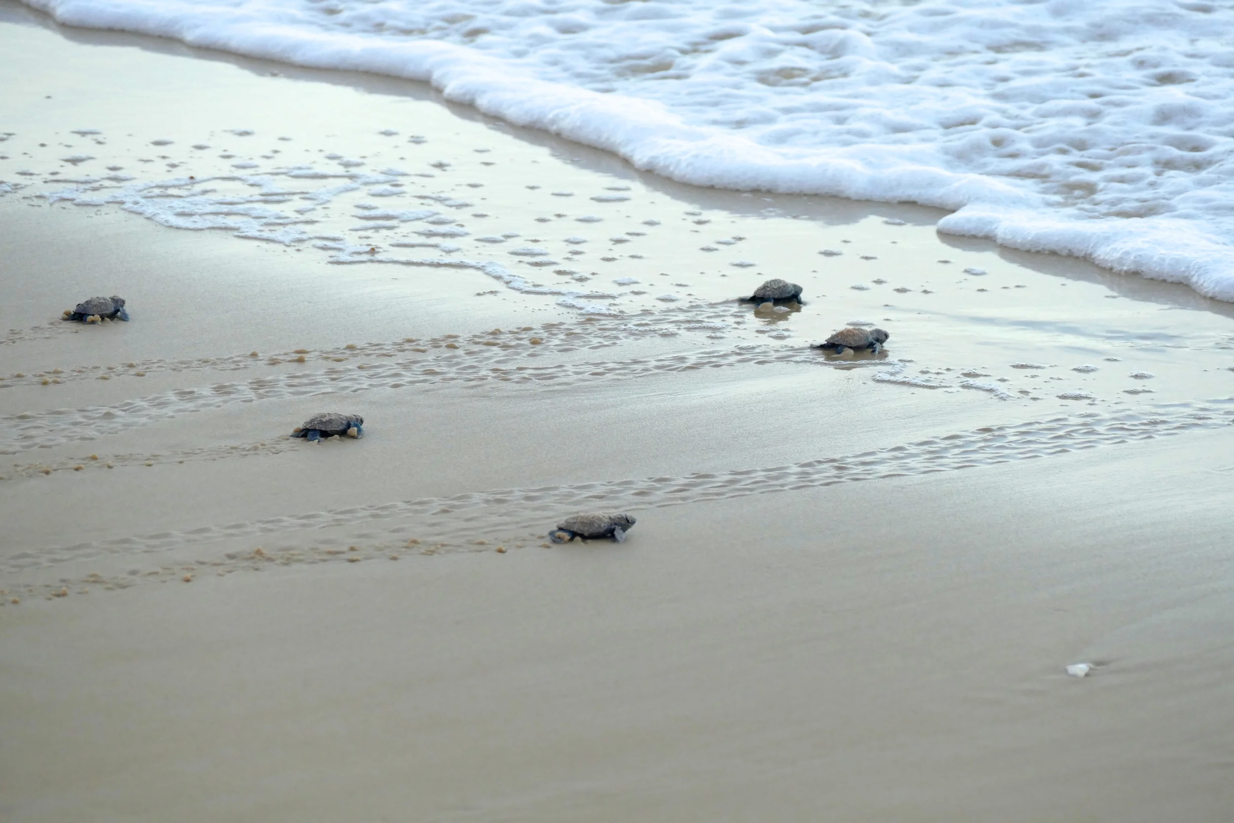 Bébés Tortues Luths Praia da Cacimbinha