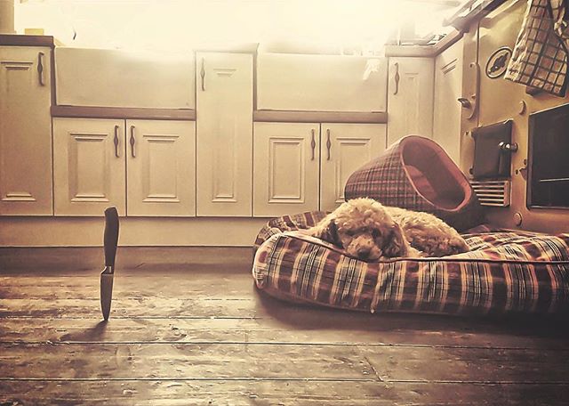 Facebook just kindly reminded me of that time I almost killed the family dog, yanking the kettle off the bench and sending a knife flying from the magnetic strip above. #closecalls #heneverforgaveme