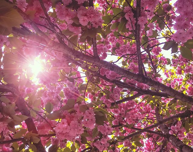 At laaaaaaast. #NYC #Spring #Sprung #HeyyyImBloominHeee