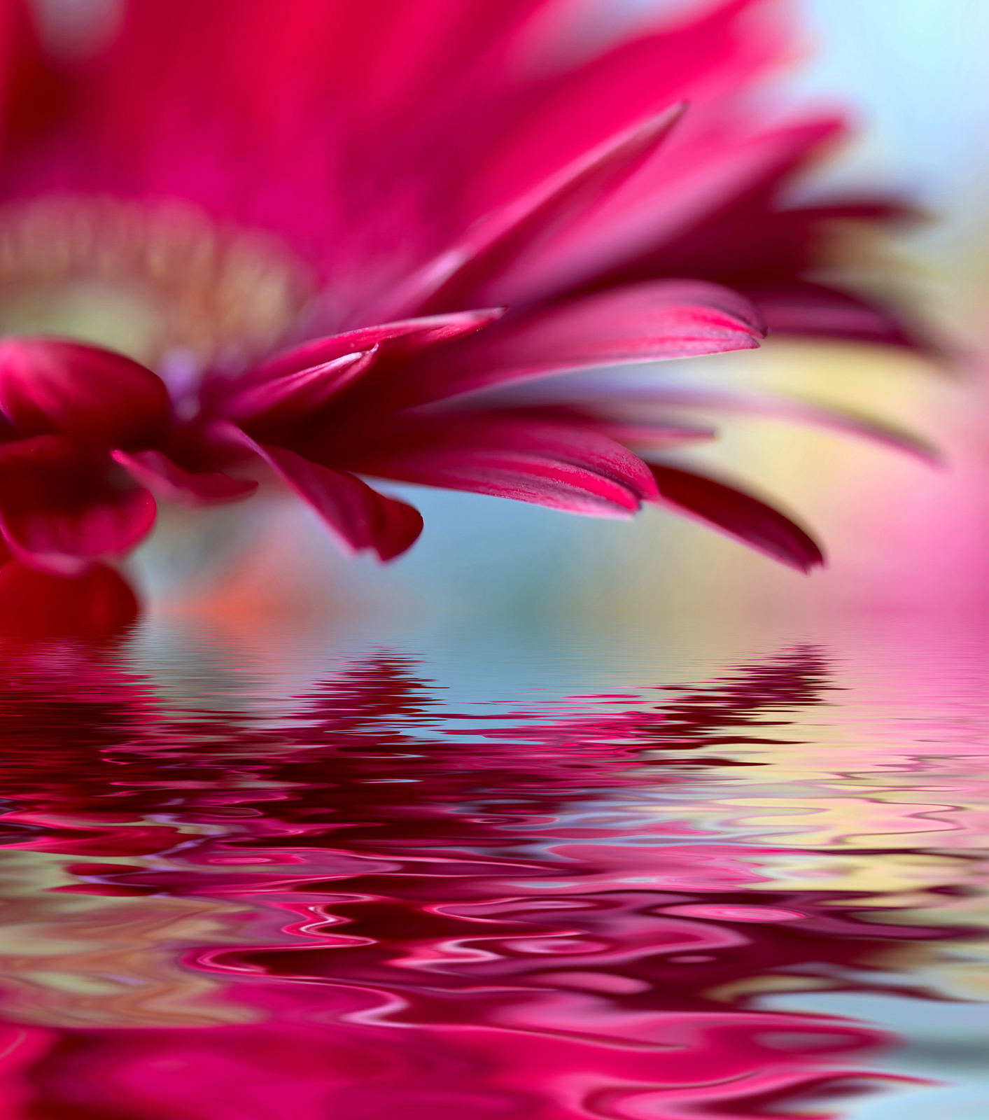 bigstock-Closeup-of-pink-daisy-gerbera--15335270.jpg