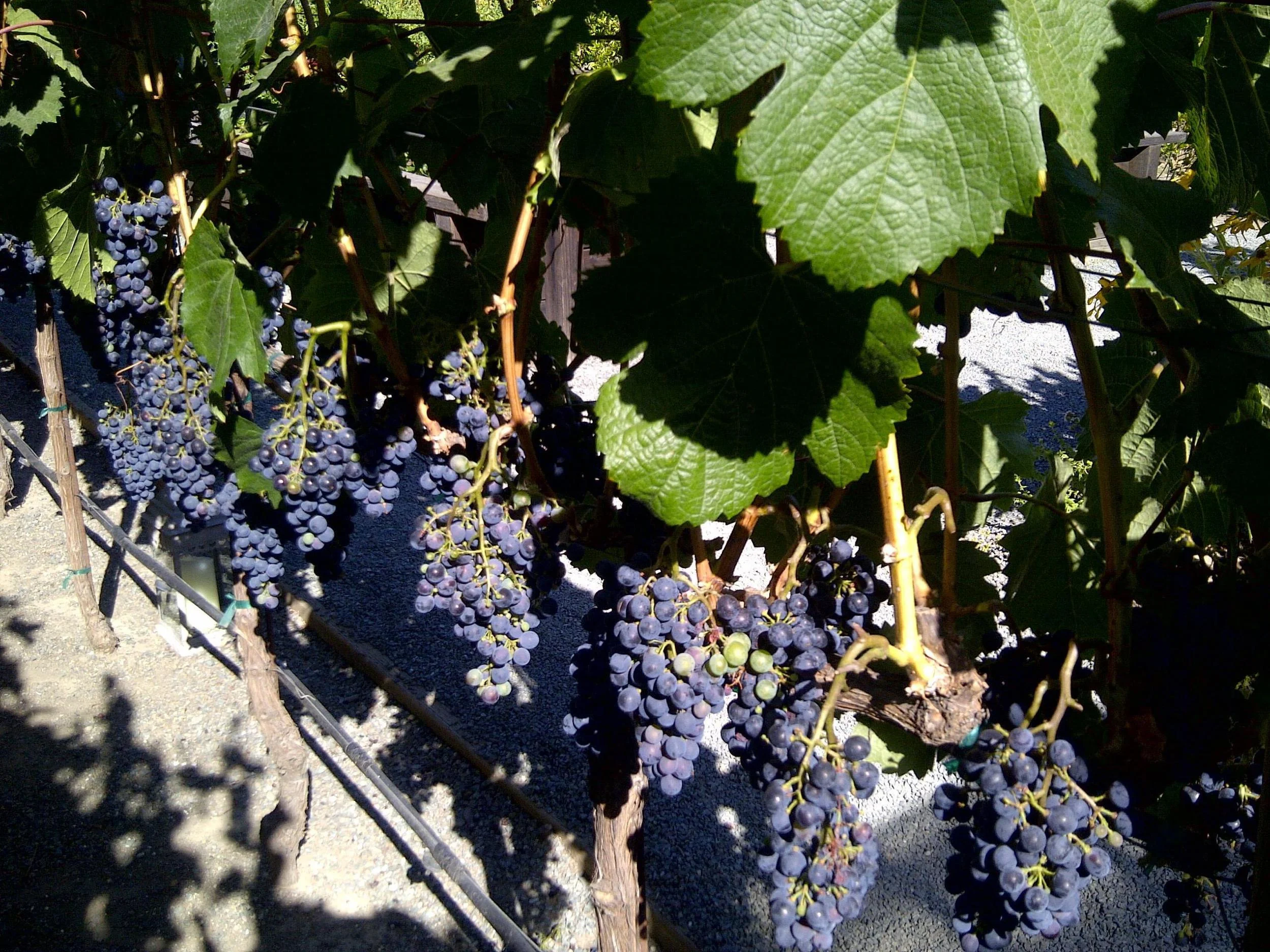 NapaAug2012f.jpg