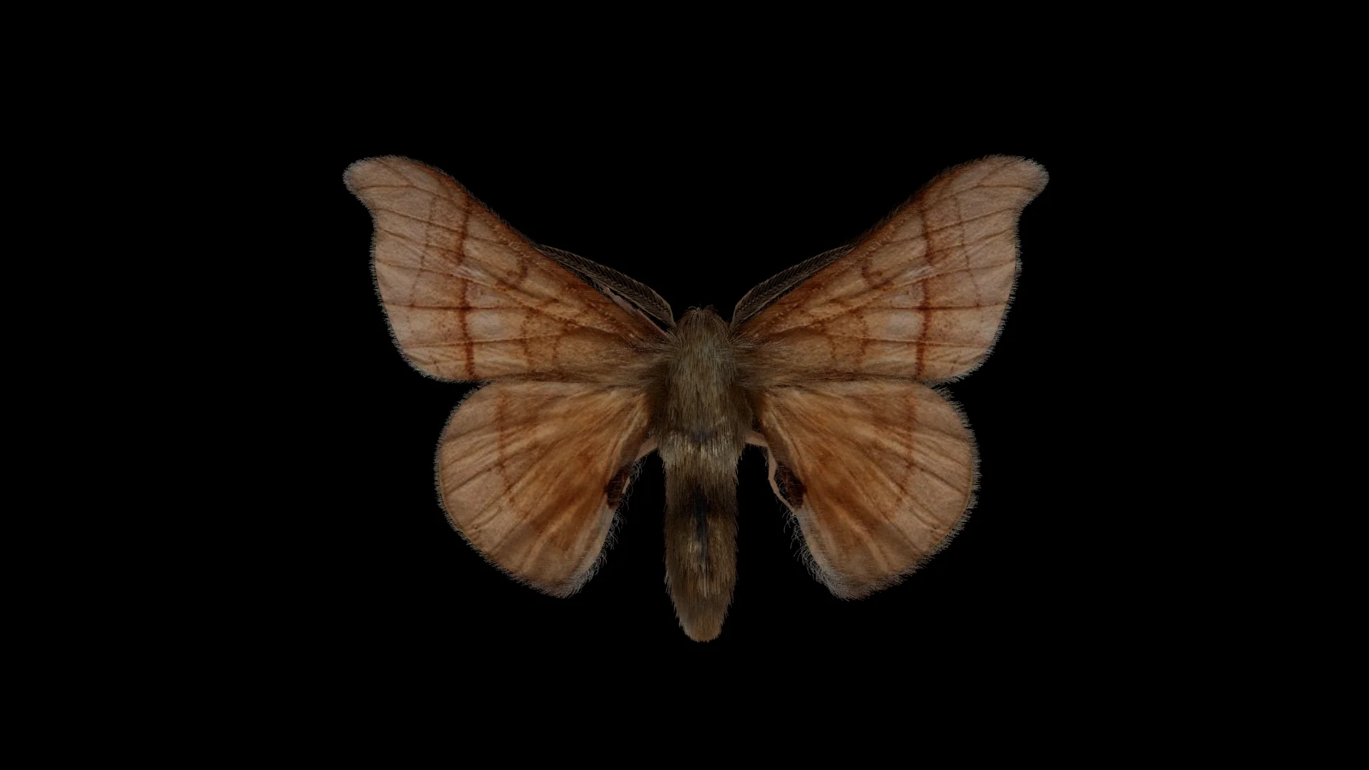 moth v01.jpg