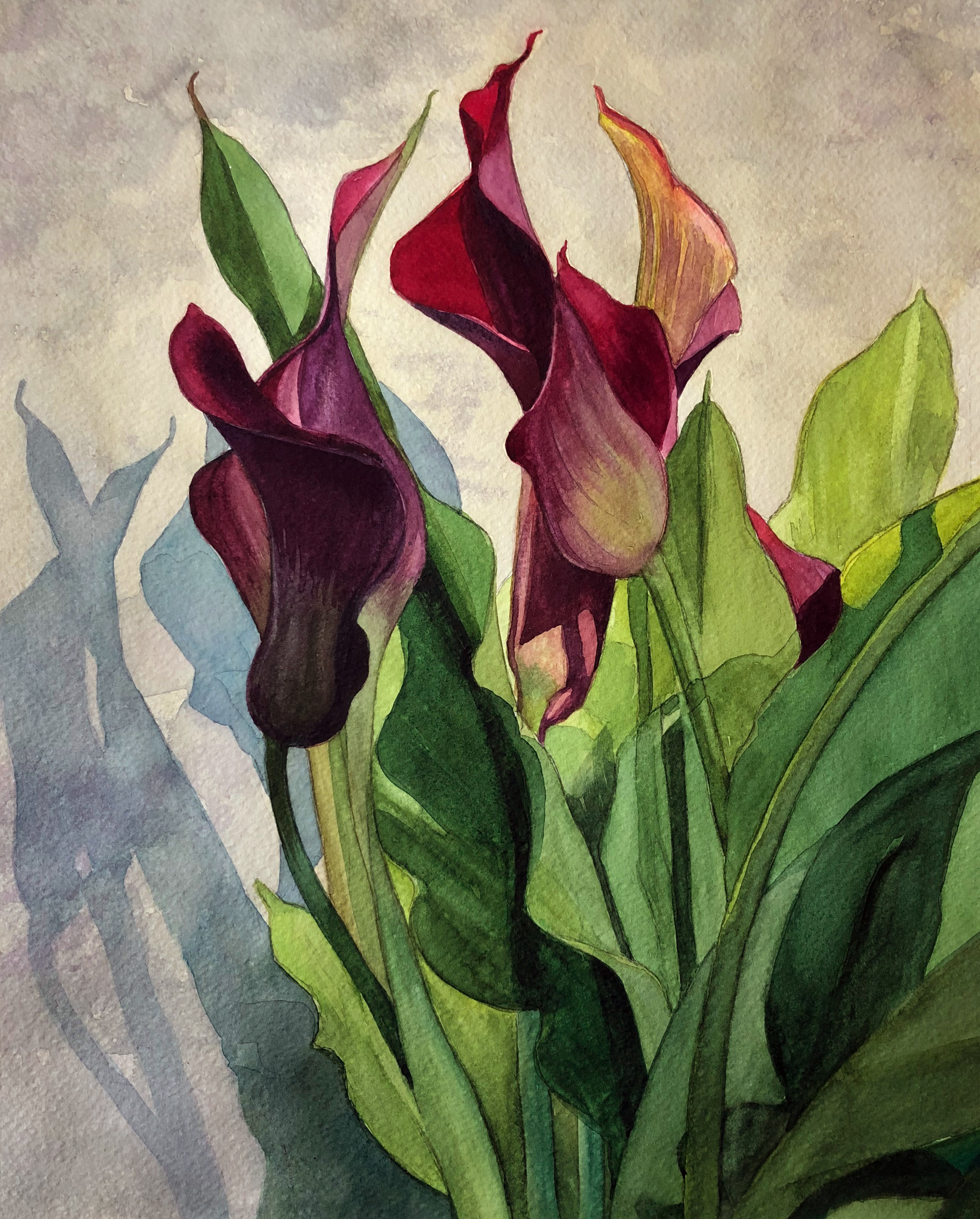 "Crimson Calla Lilies"