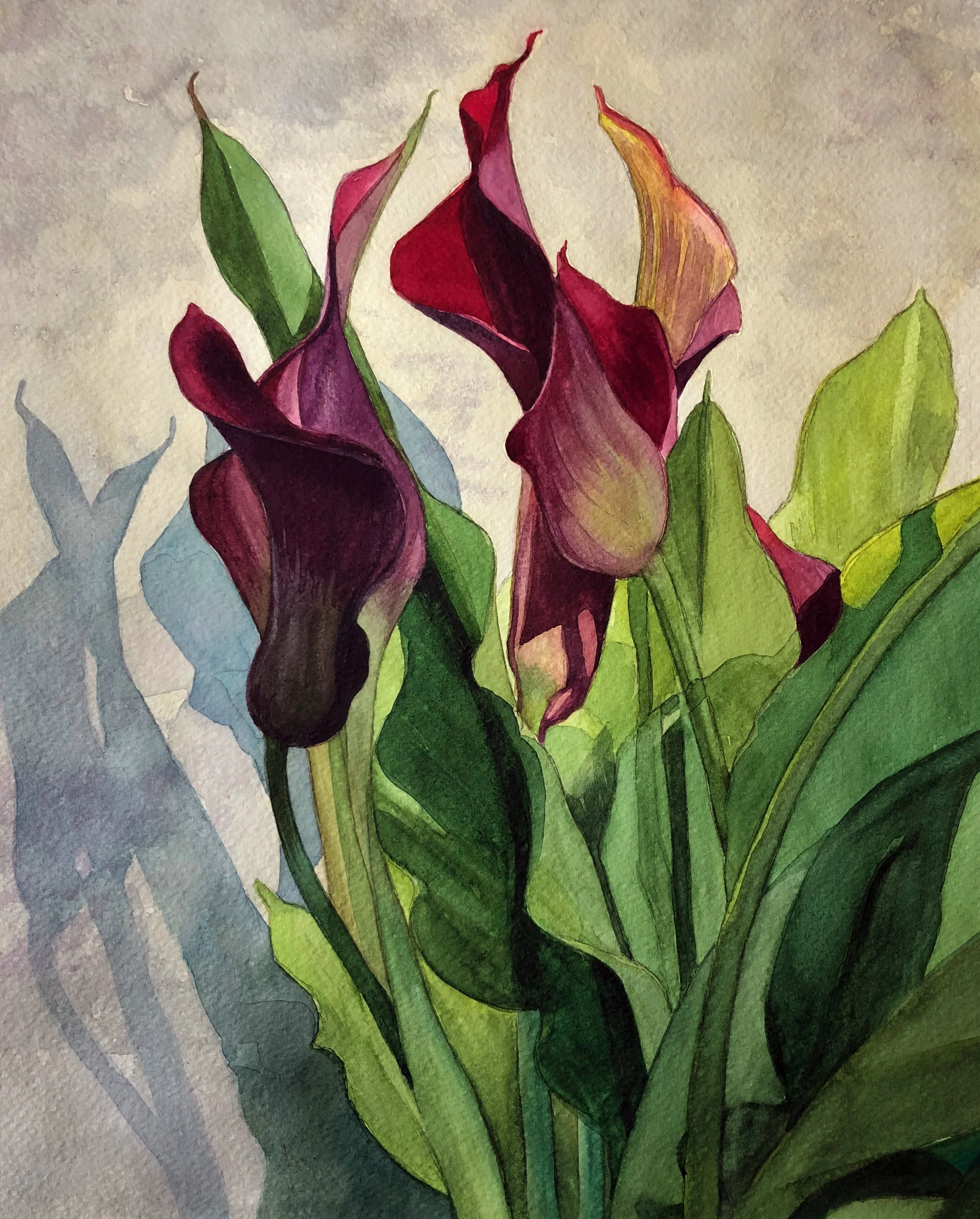 "Crimson Calla Lilies"