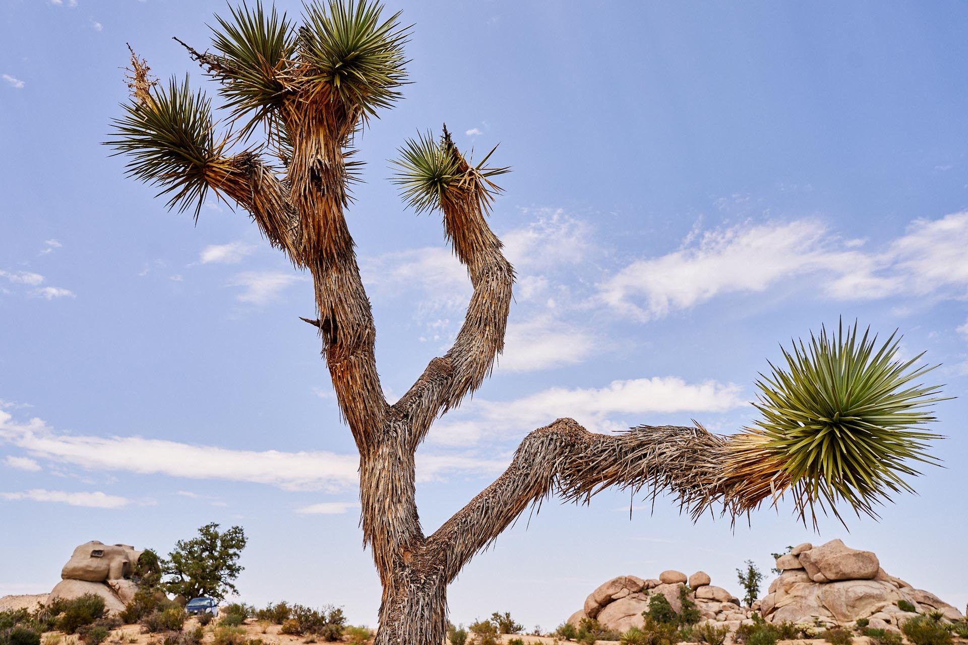 JoshuaTree_PhillipAngert - 32.jpg