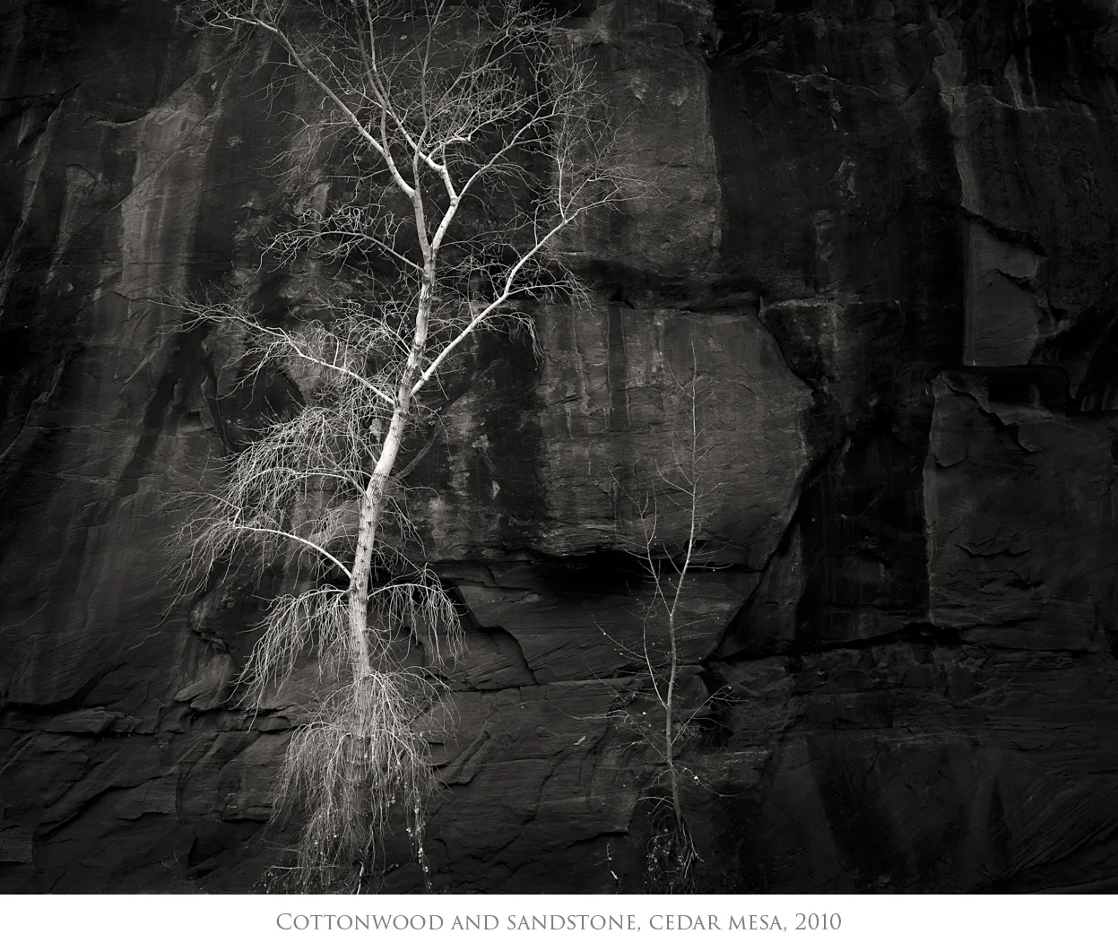 Cottonwood and Sandstone.jpg