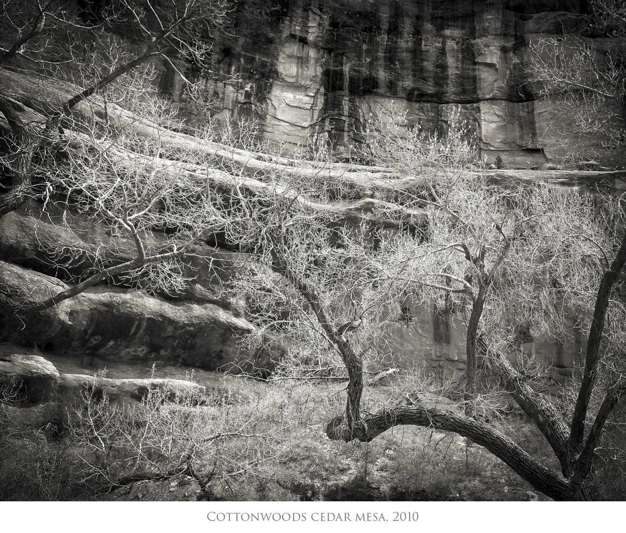 Cottonwoods.jpg