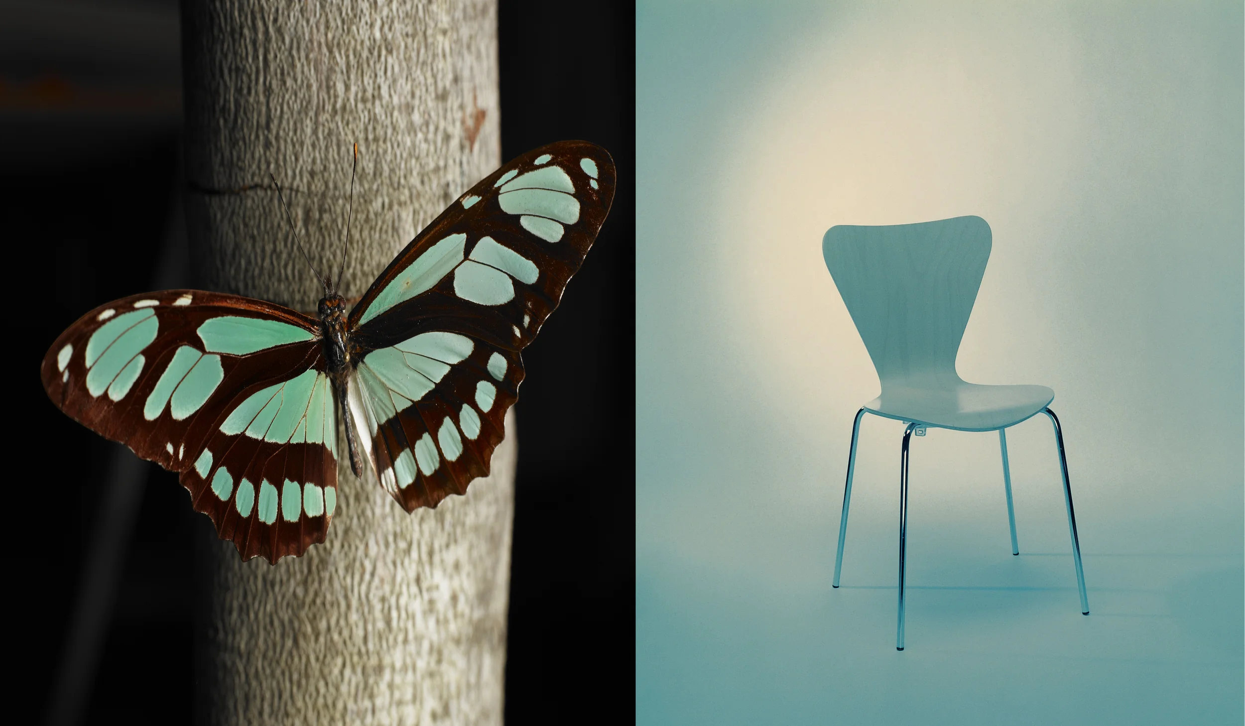 butterfly.jpg