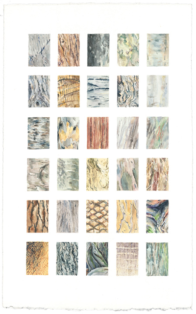 Bark 21 x 13 watercolor