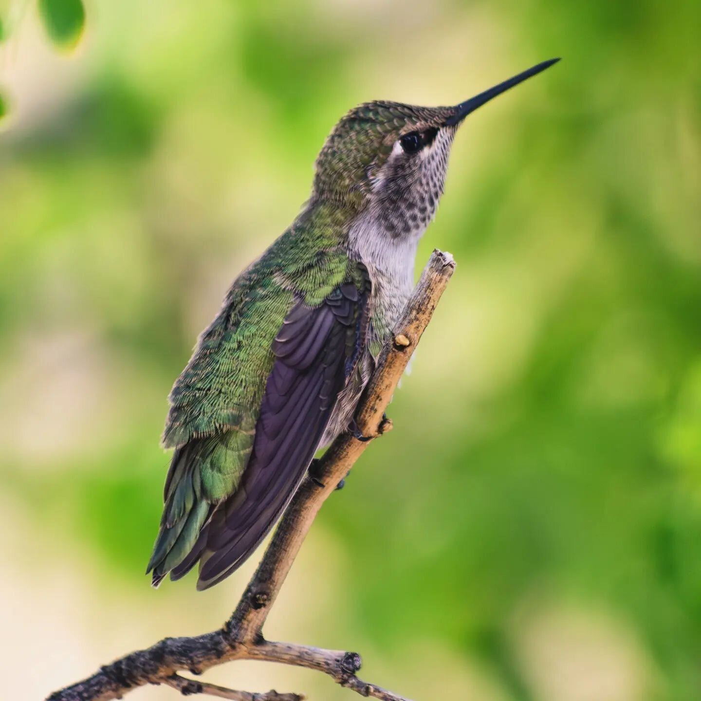 #hummingbird #annashummingbird #birdphotography #pentax #pentaxk1 #teampentax #nature #wildlife #birds #arizona #green