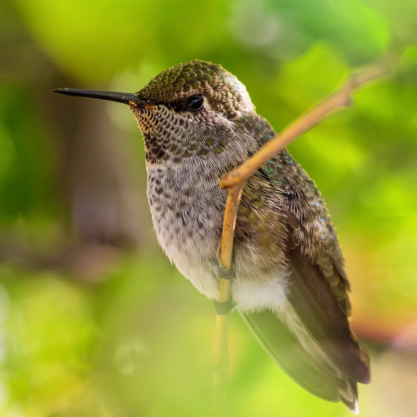 #pentax_us #pentax #pentaxk1 #annashummingbird #hummingbird #bird #wildlife #birdphotography #wildlifephotography #closeup #detailed #beautiful #arizona #green #bokeh