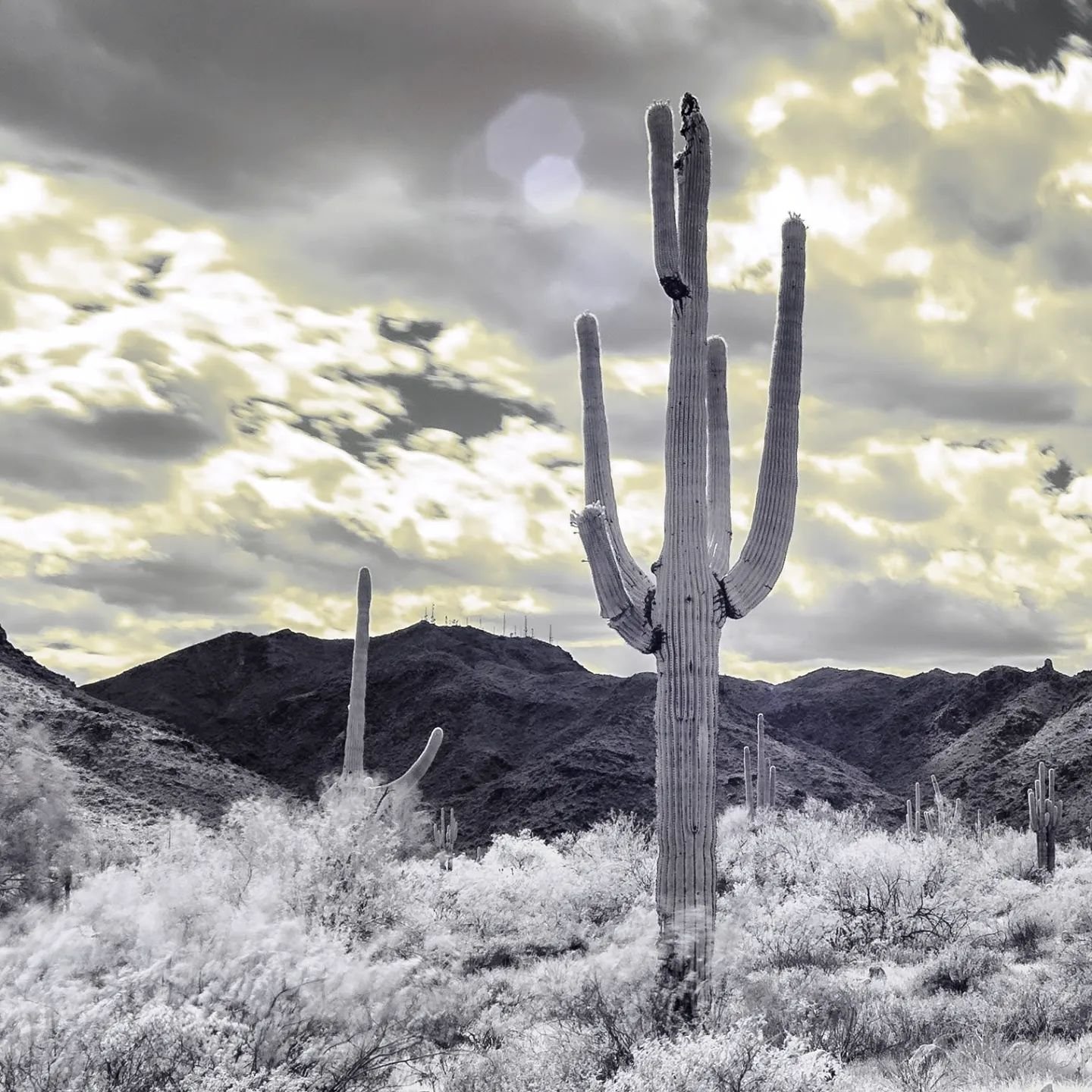 720nm IR #infrared #infraredphotography #pentaxk1 #pentax #pentax_us #ricohpentax #15mm #landscape #landscapephotography #cactus #saguaro #desert