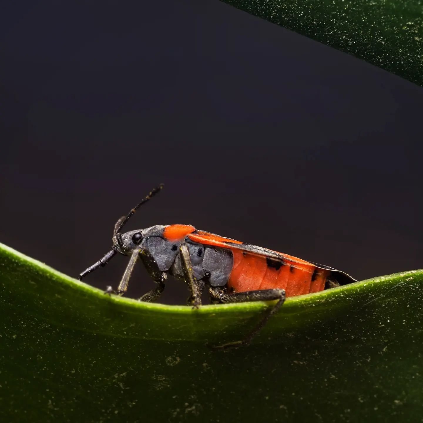 #milkweedbug #insect #macro #macrophotography #closeup #pentaxk1 #pentax_us #100mmmacro #100mm #wildlife ? #red #arizona