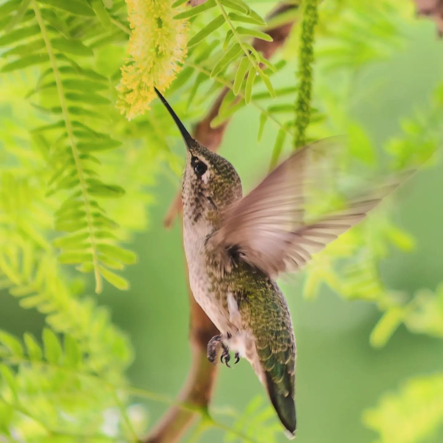 #annashummingbird #hummingbird #birdphotography #birdsinflight #birdlovers #pentax_us #pentaxk1 #300mm #closeup #arizona #wildlife #wildlifephotography #arizonalife #hummingbirds #nationalphotographymonth