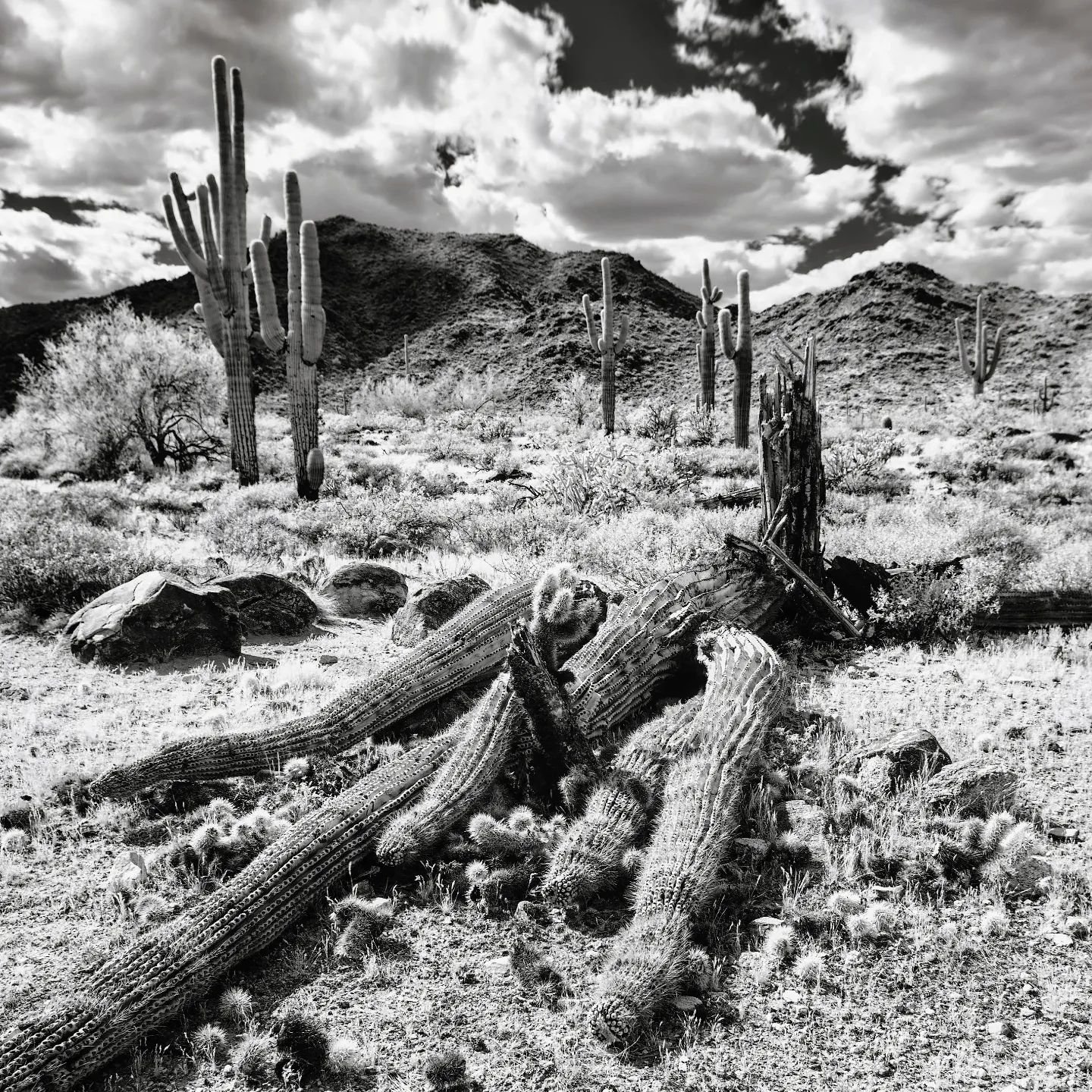 Collapsed Saguaro. IR 720nn converted to B&amp;W. #infraredphotography #infrared #blackandwhite #blackandwhitephotography #landscape #landscapephotography #saguaro #cactus #pentax #pentax_us #pentaxk1 #15mm #longexposure