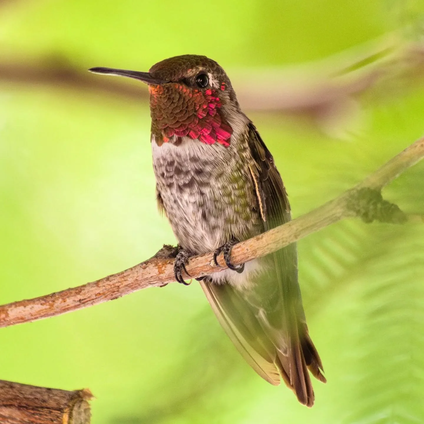#annashummingbird #hummingbird #wildlife #backyard #photography #closeup #pentax_us #pentaxk1 #beautiful #birding #arizona