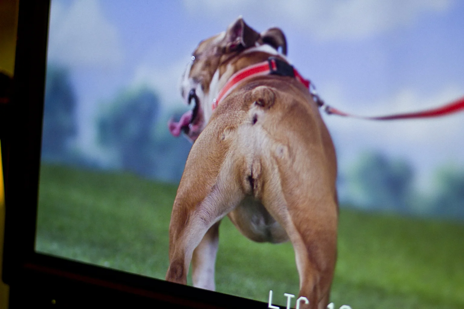 Barkbox_TV_Shoot_34.jpg