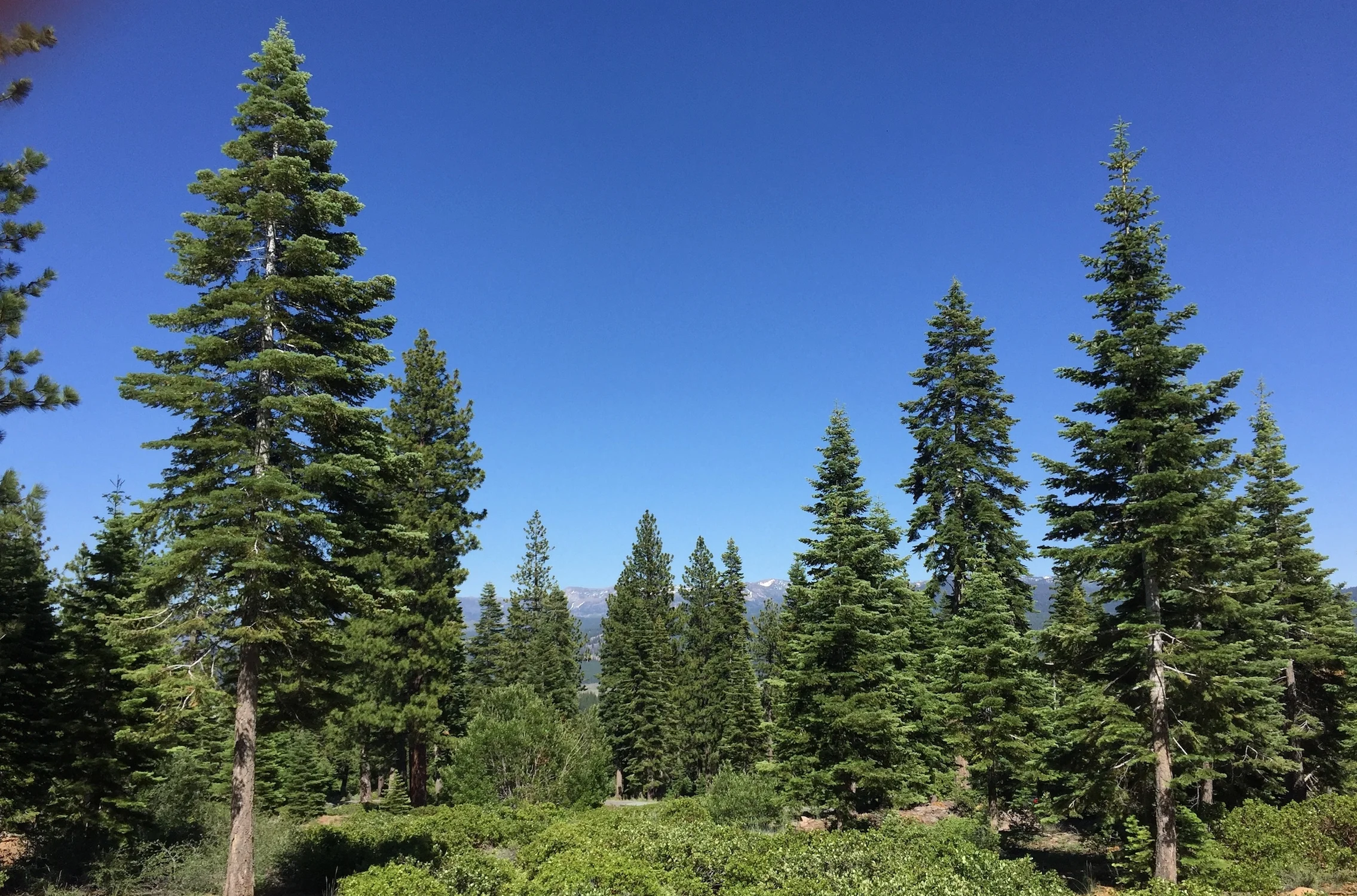 Martis Camp: 10986 Olana Drive - Homesite 45