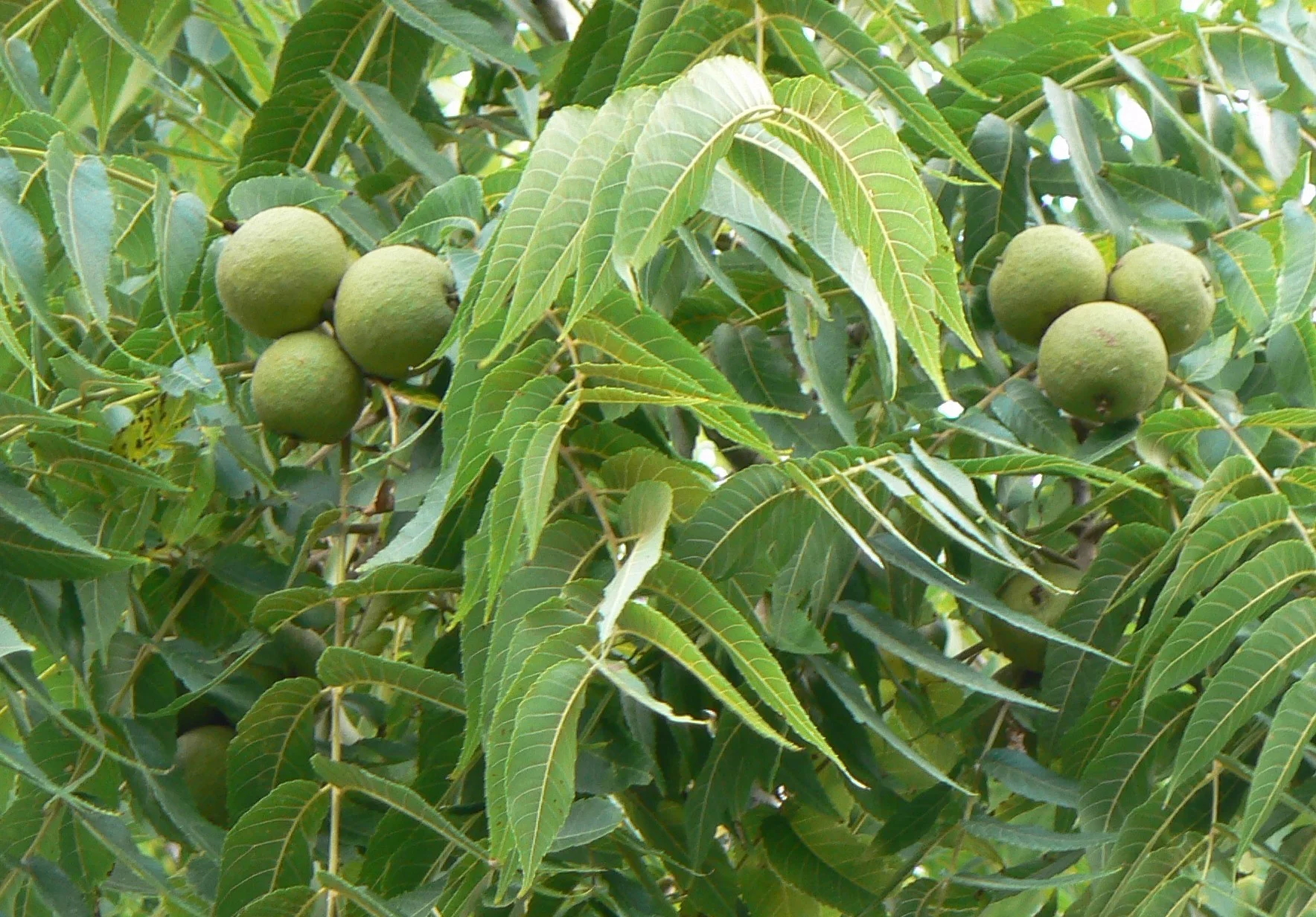 black walnuts.jpg