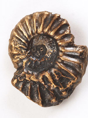 Ammonite Button BNA-232