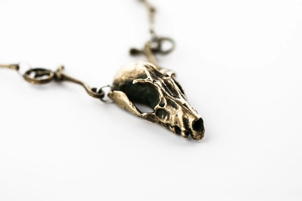 Pteropus Vampyrus (Flying Fox Bat Skull) #8560 — Stacy Hopkins Design