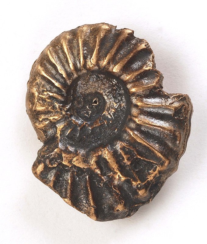 Ammonite Fossil Button- Bronze