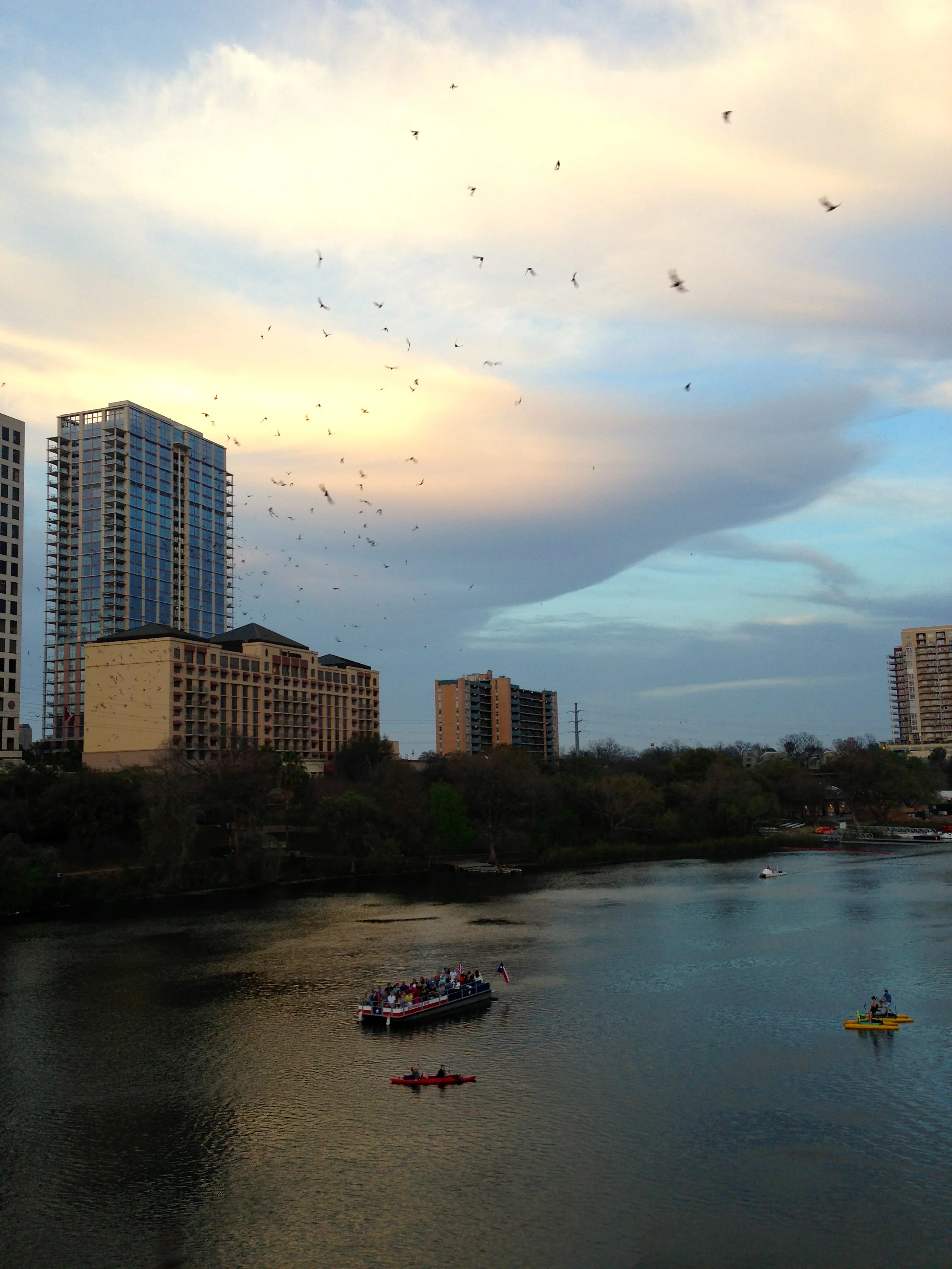 congress bridge bats.jpg