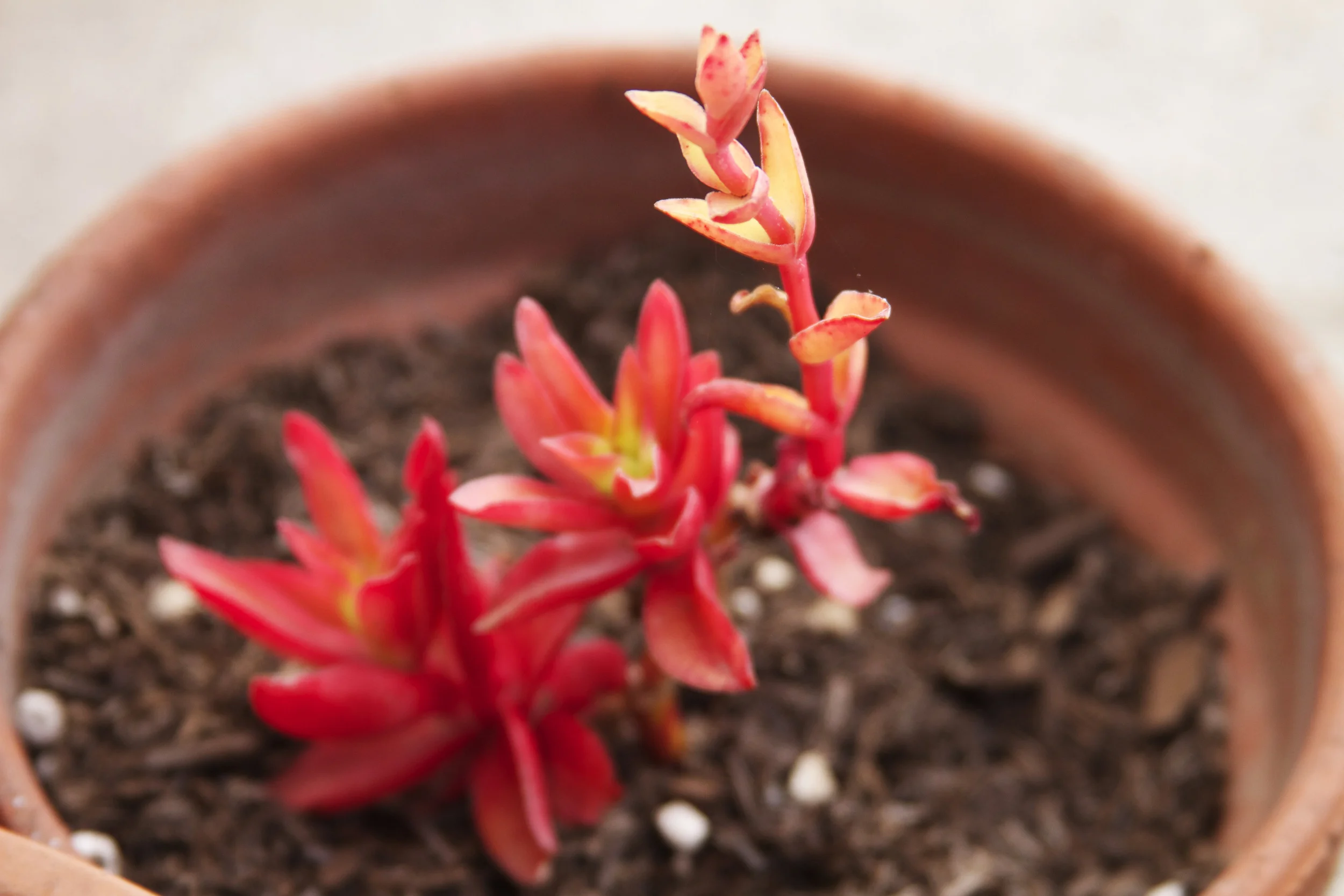 succulent4_black thumb_wsbs.jpg