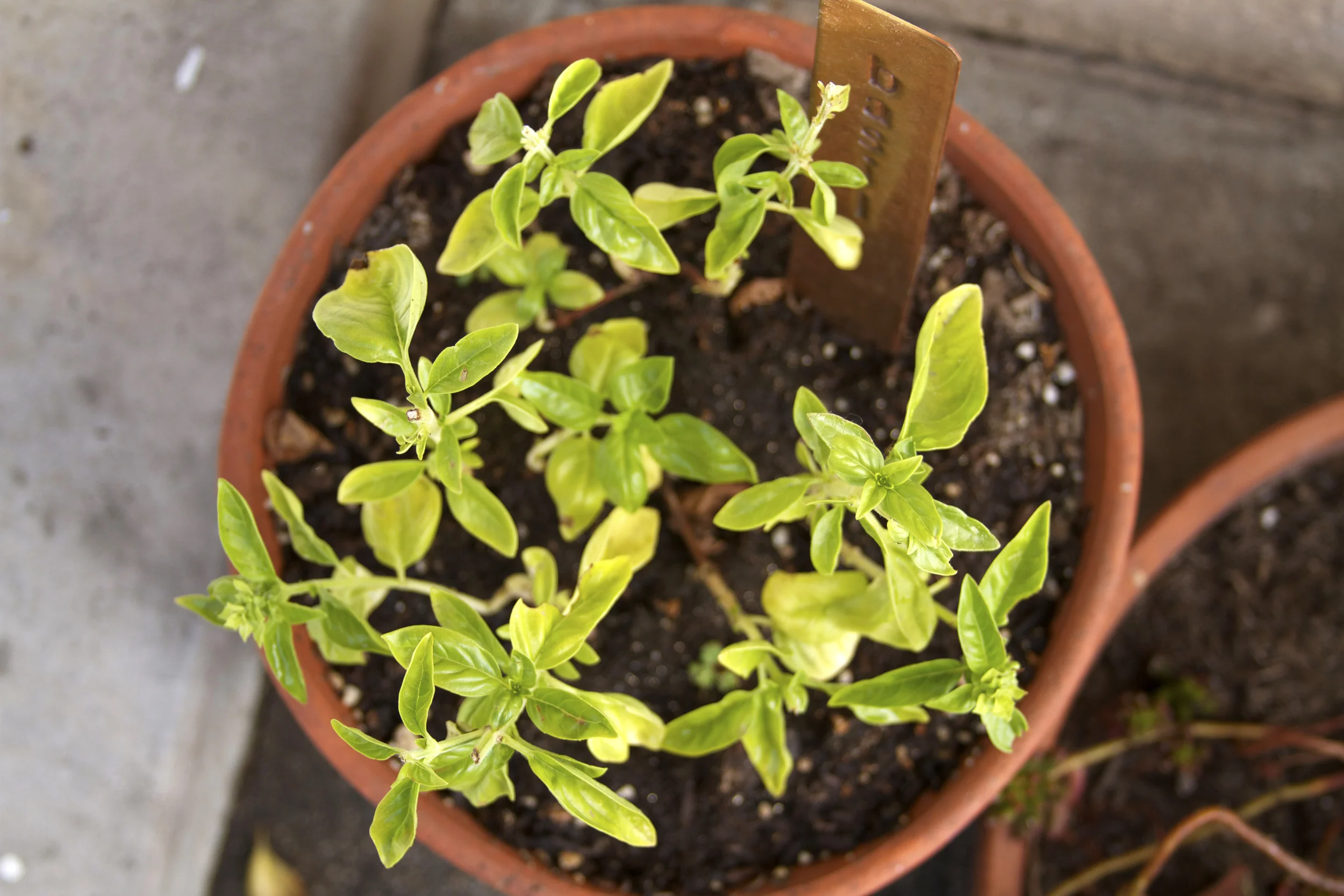 basil_black thumb_wsbs.jpg