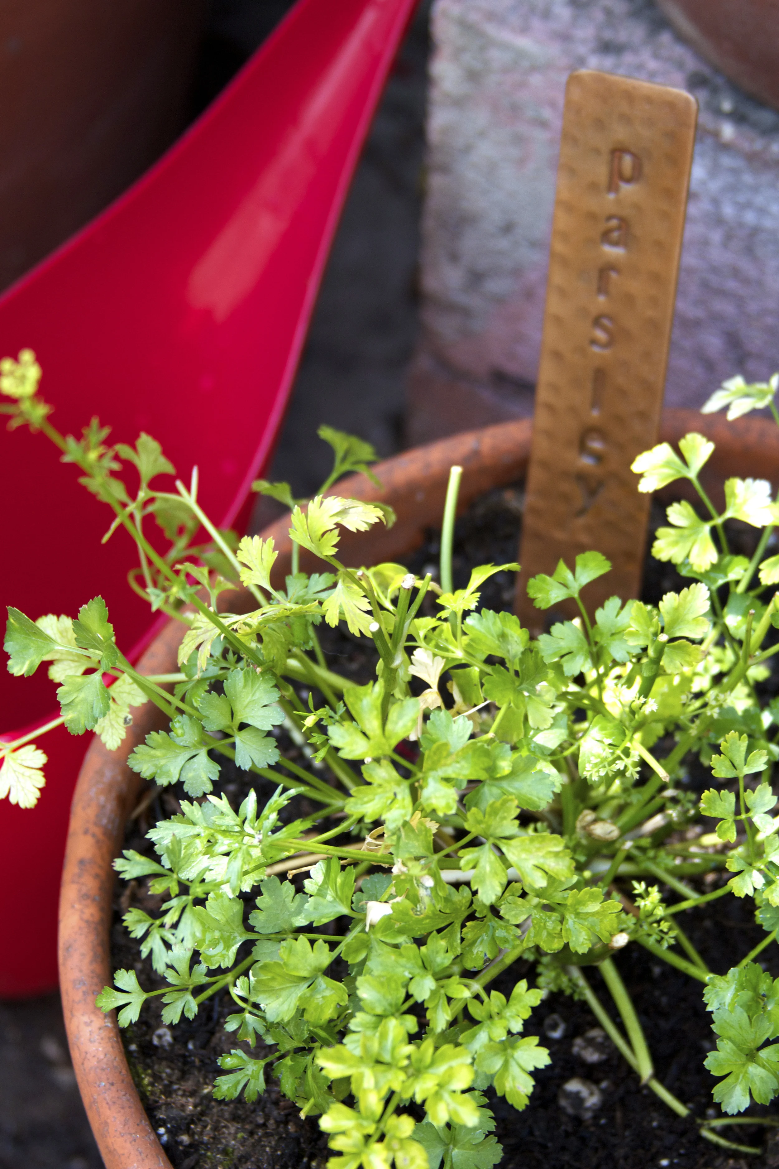 parsley_black thumb_wsbs.jpg