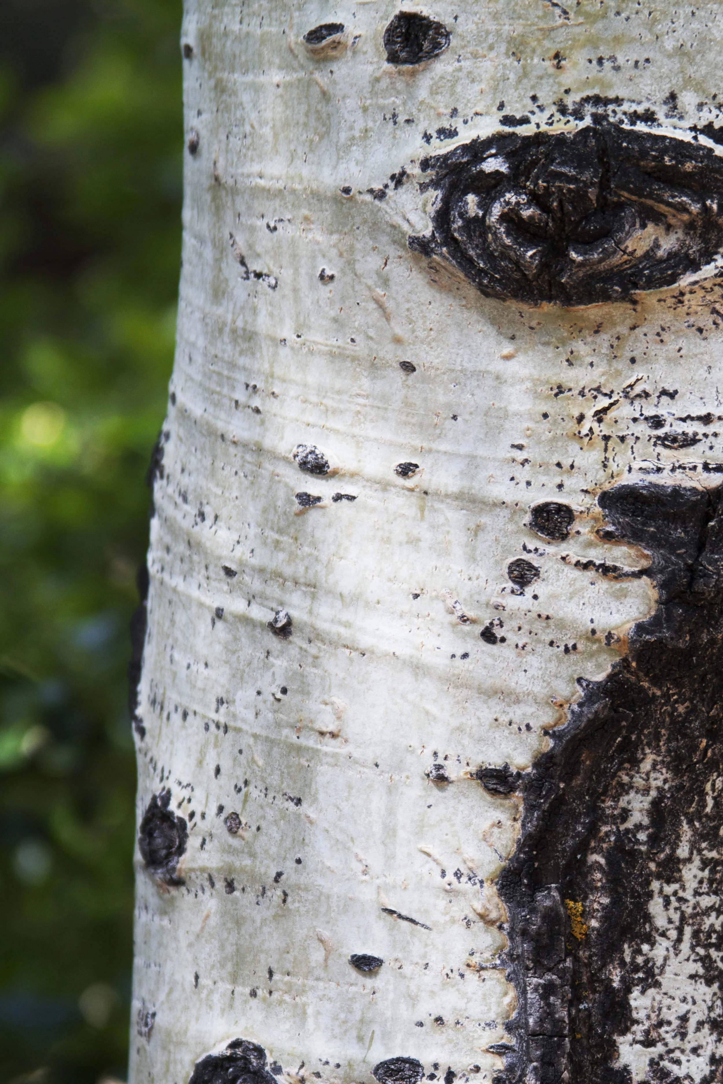 aspen tree.jpg
