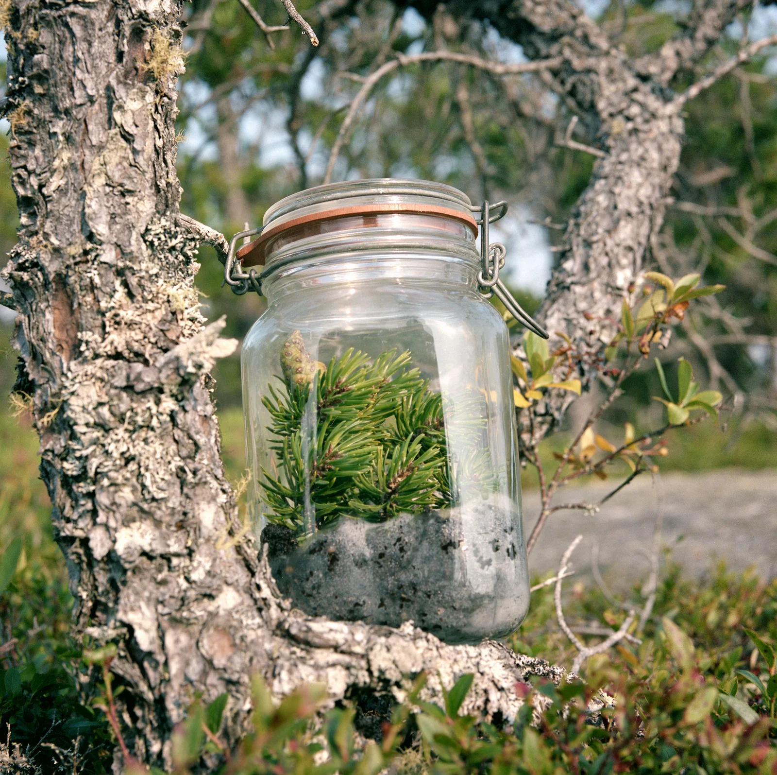 Jackpine in a jar
