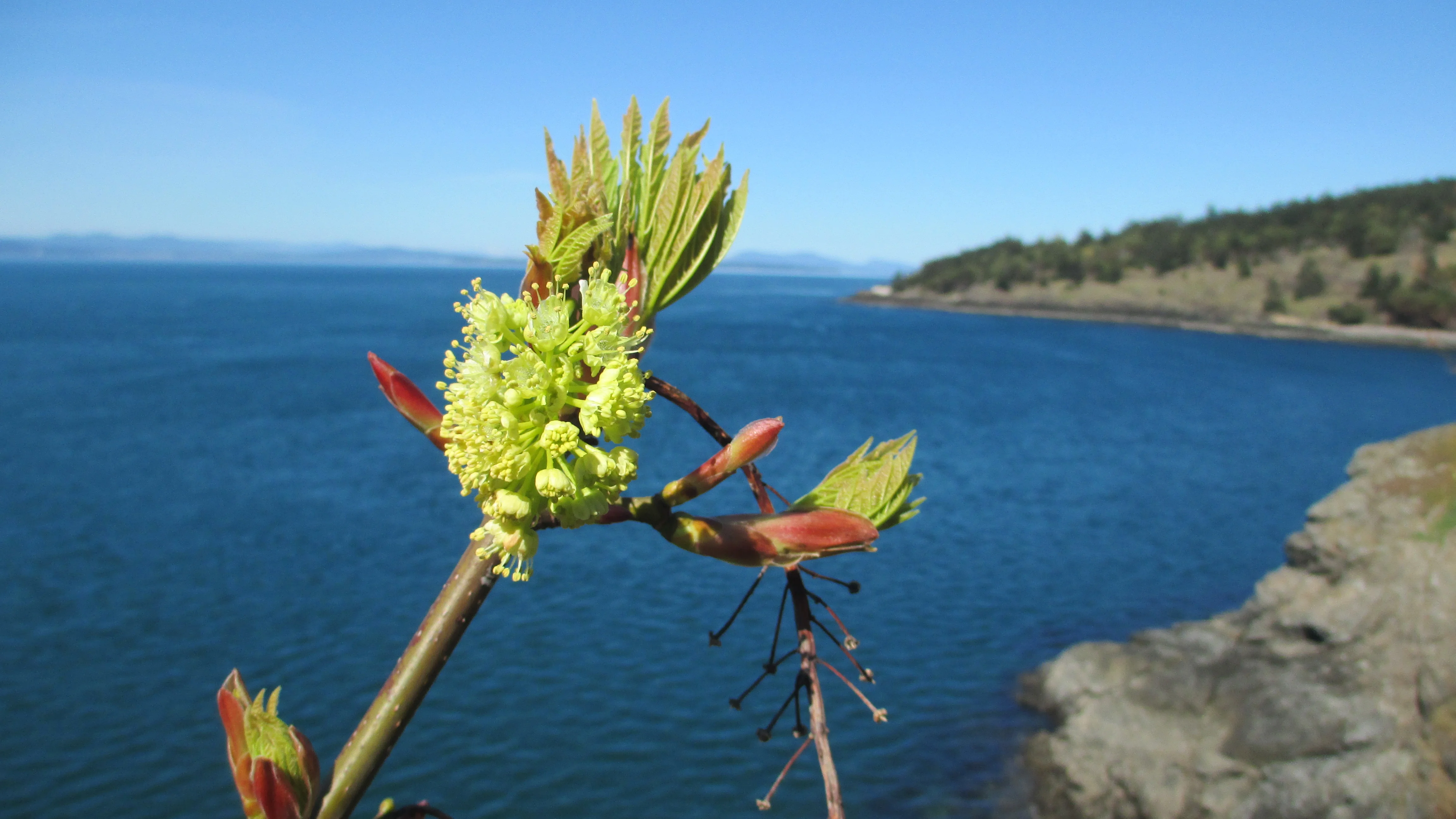 Rare Plant Care and Conservation