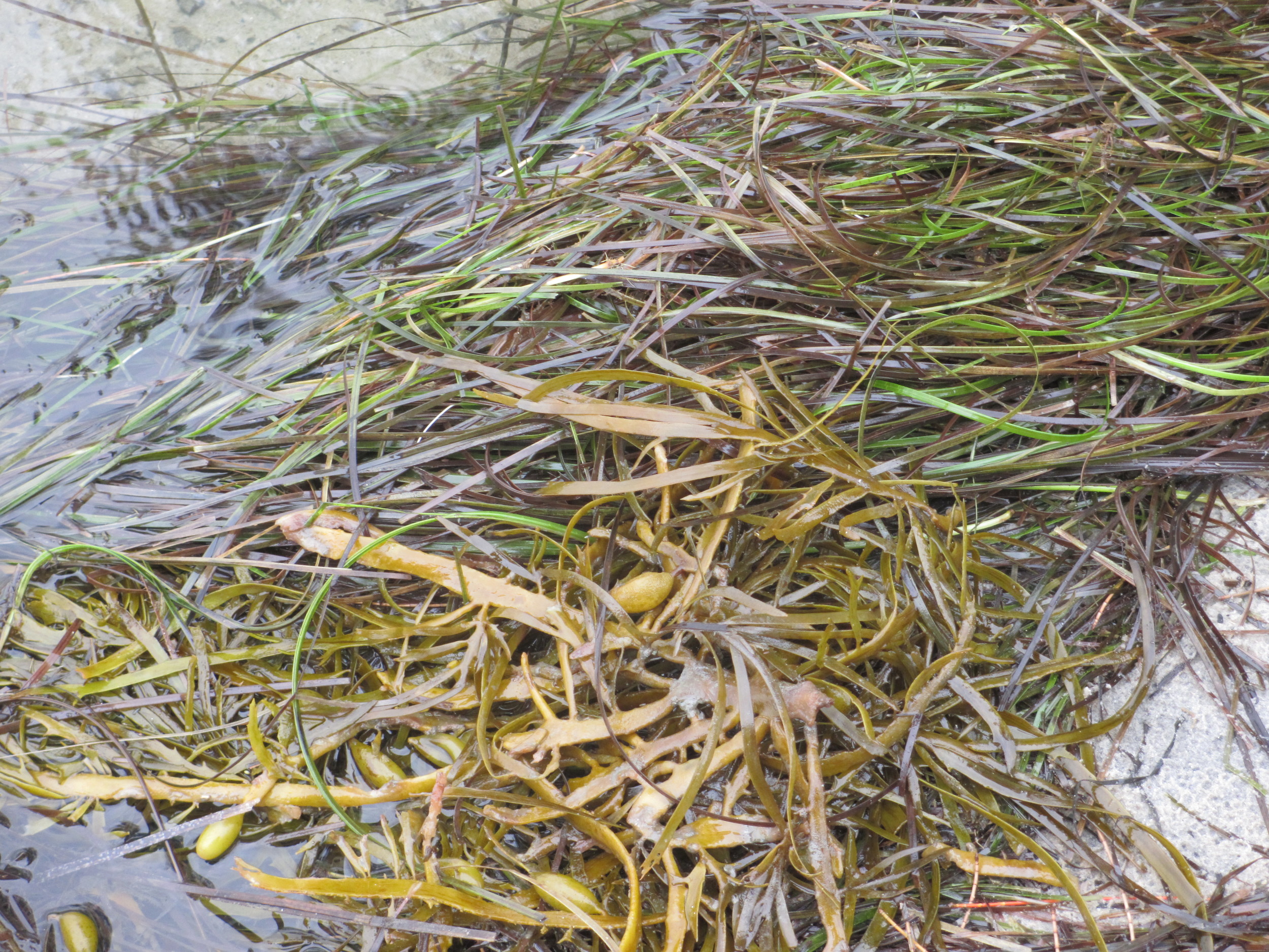 Nearshore Zostera beds, NSW Australia