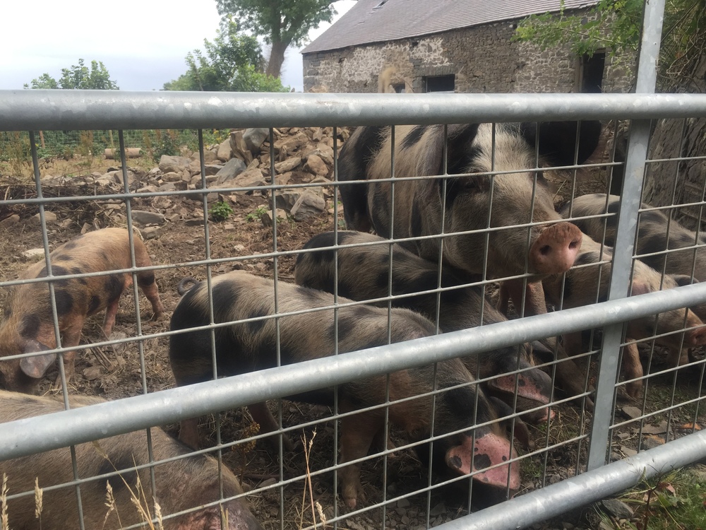 pigs at penlon.JPG